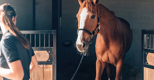 Stallgasse mit Boxen